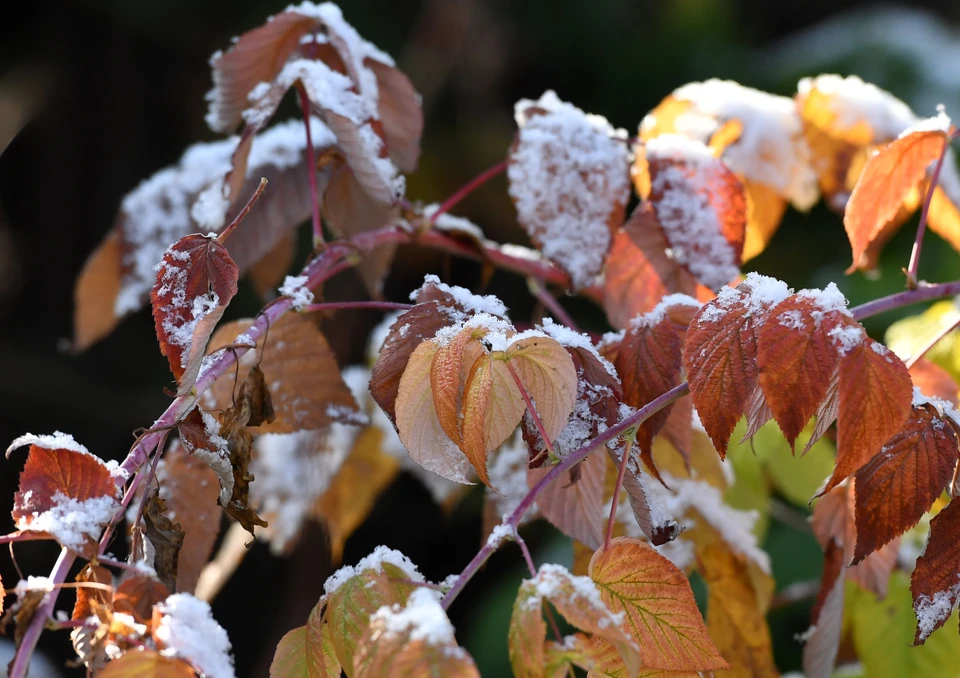 В ночь на пятницу в Рязанской области прогнозируют заморозки