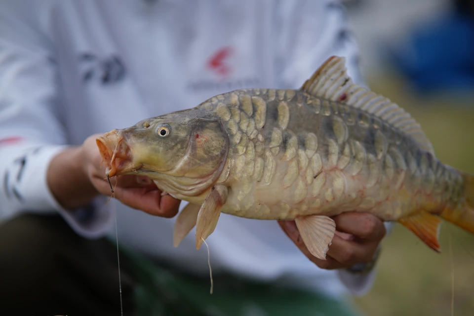 Ученые из Новосибирска создают вакцины для рыб.