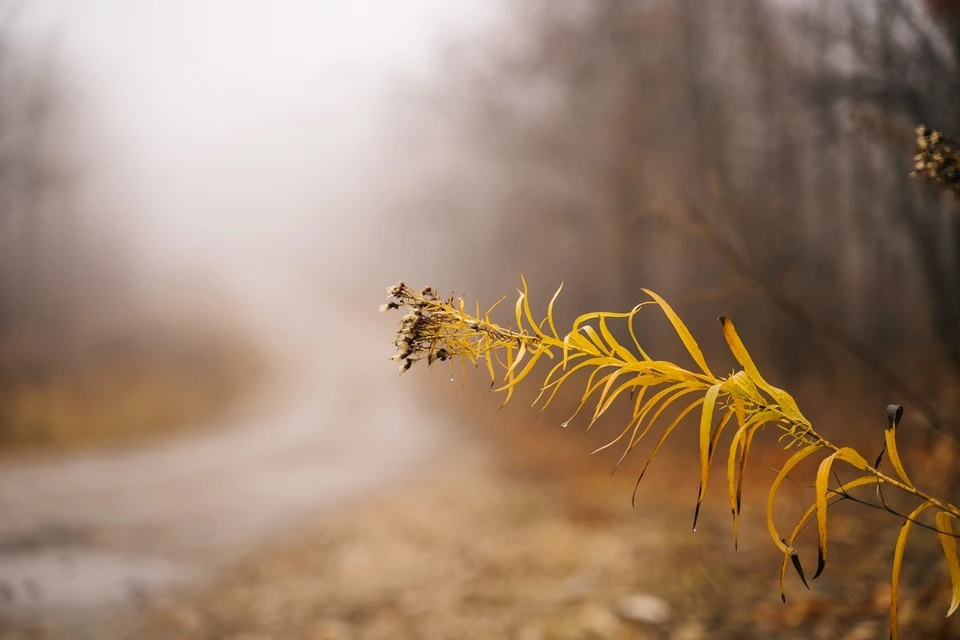 Юг Ульяновской области до вечера окутает туман с видимостью меньше 500 метров