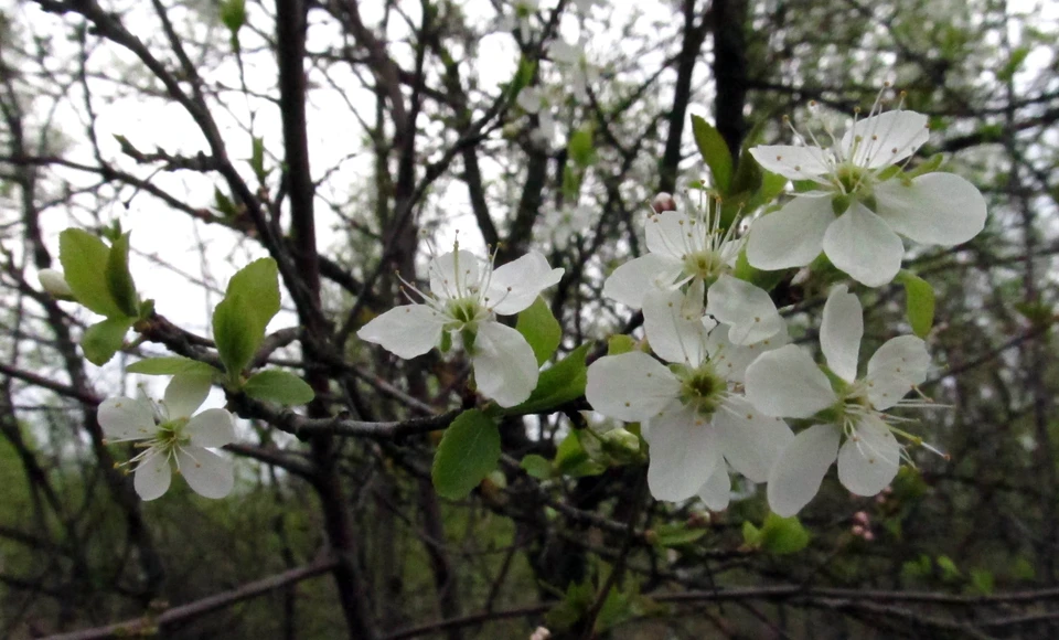 Тульскую компанию оштрафовали за продажу саженцев, не внесённых в госреестр.