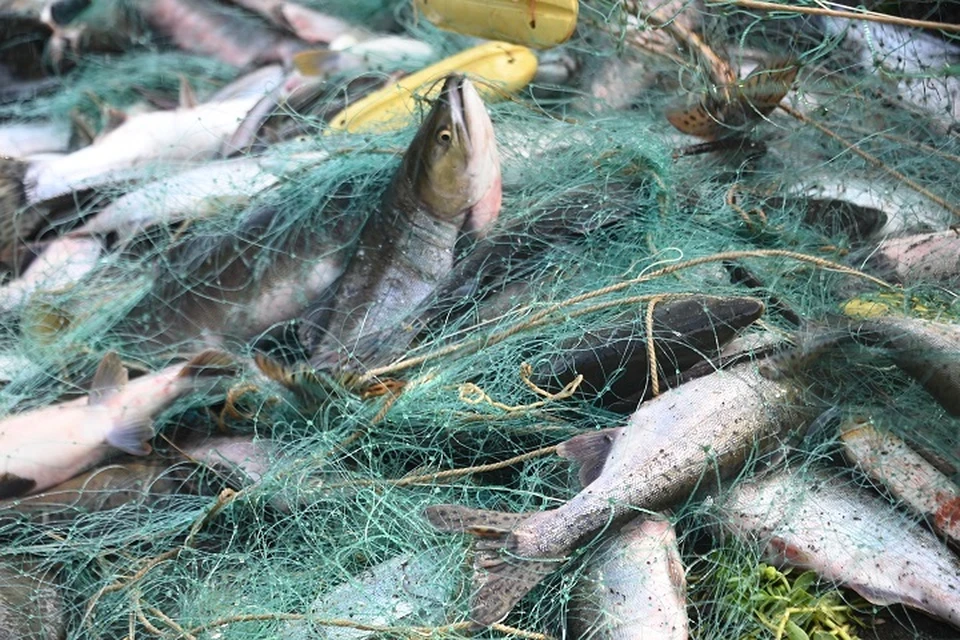 Полицейские изъяли у жителя Хабаровского края моторку и сети