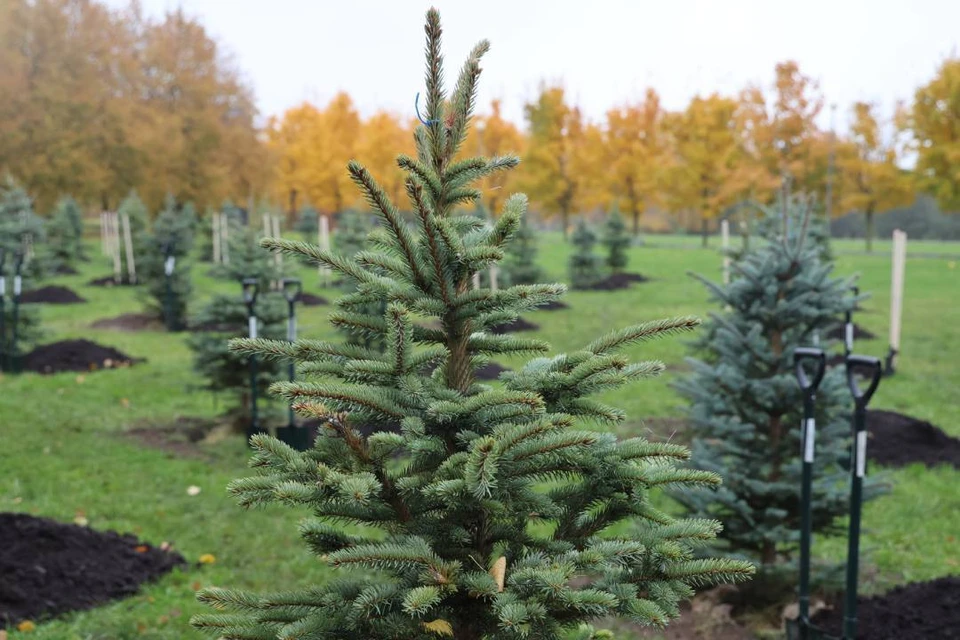 Масштабный субботник стартовал в Петербурге. Фото: Смольный