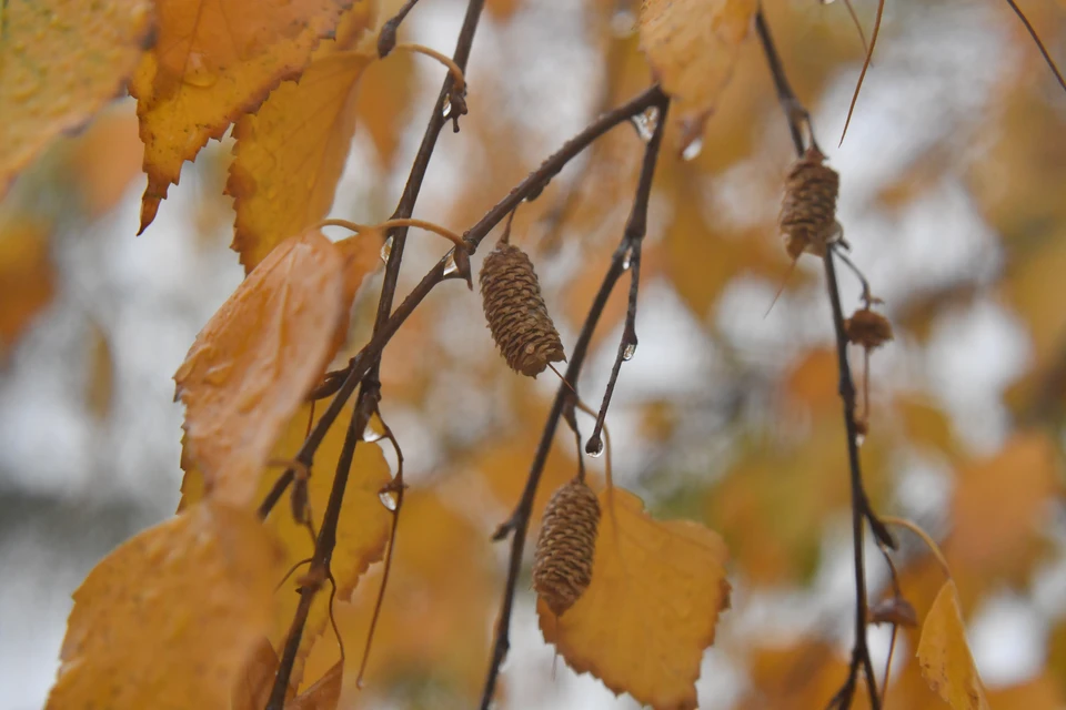26 октября в Новосибирске c утра пройдет небольшой дождь.