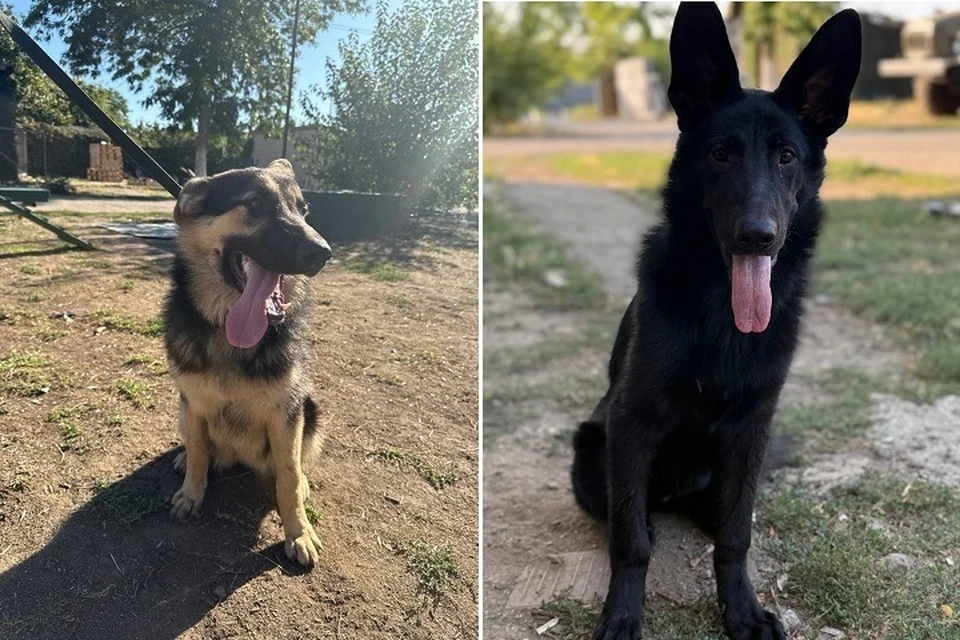 Лара и Альма только начинают карьеру саперов. Фото: архив героев публикации