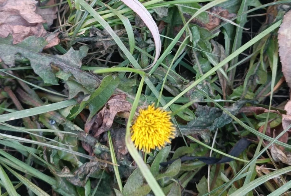 В целом по краю температура днем составит от +5 до +10 градусов