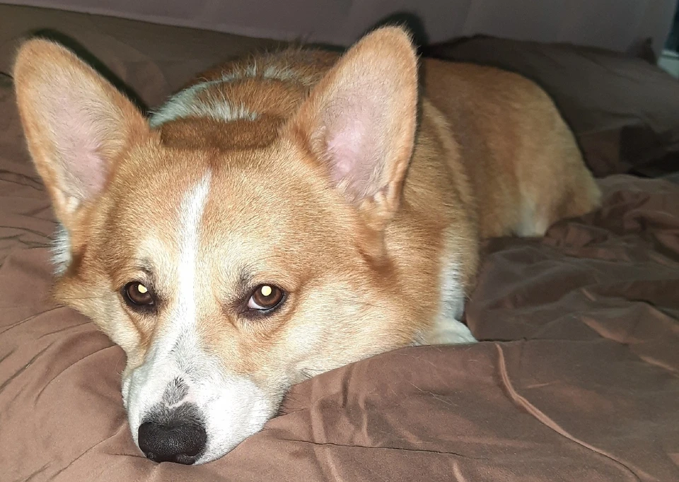 Боня. Фото предоставлено хозяйкой собаки Ириной Мустафиной