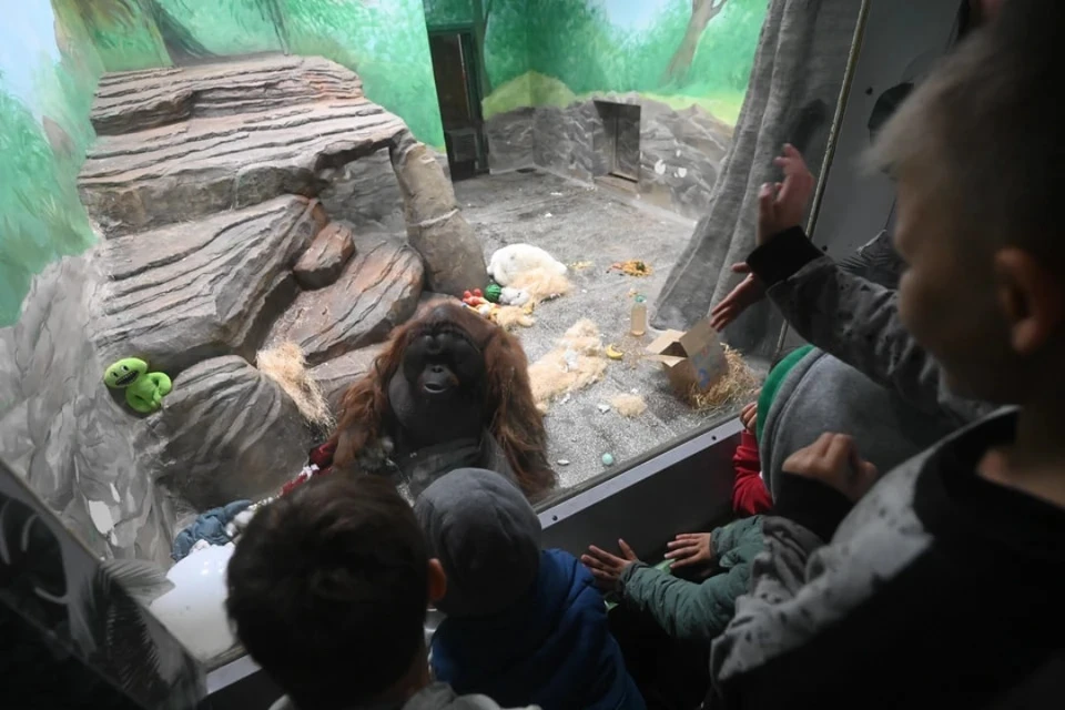 В зоопарке Новосибирска выбирают имя для детеныша орангутанга.