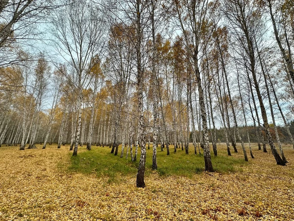 В тройку лидеров вошли нацпарки «Кисловодский», «Сочинский» и «Лосиный остров». Фото: Бузулукский бор