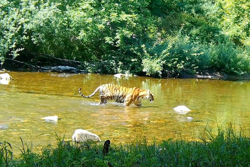 Для амурских тигров вода – не угроза, а источник удовольствия и спасения от жары. Фото: скриншот видео Сихотэ-Алинского заповедника