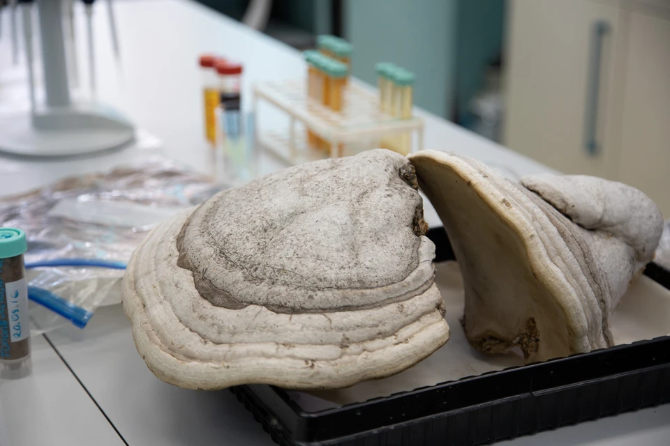 Заживляющую мазь сделали на основе трутовых грибов, найденных в лесах Свердловской области Фото: пресс-служба УрФУ