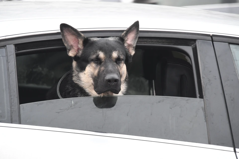 В Кудымкаре пятилетнему мальчику выплатили компенсацию за укус собаки