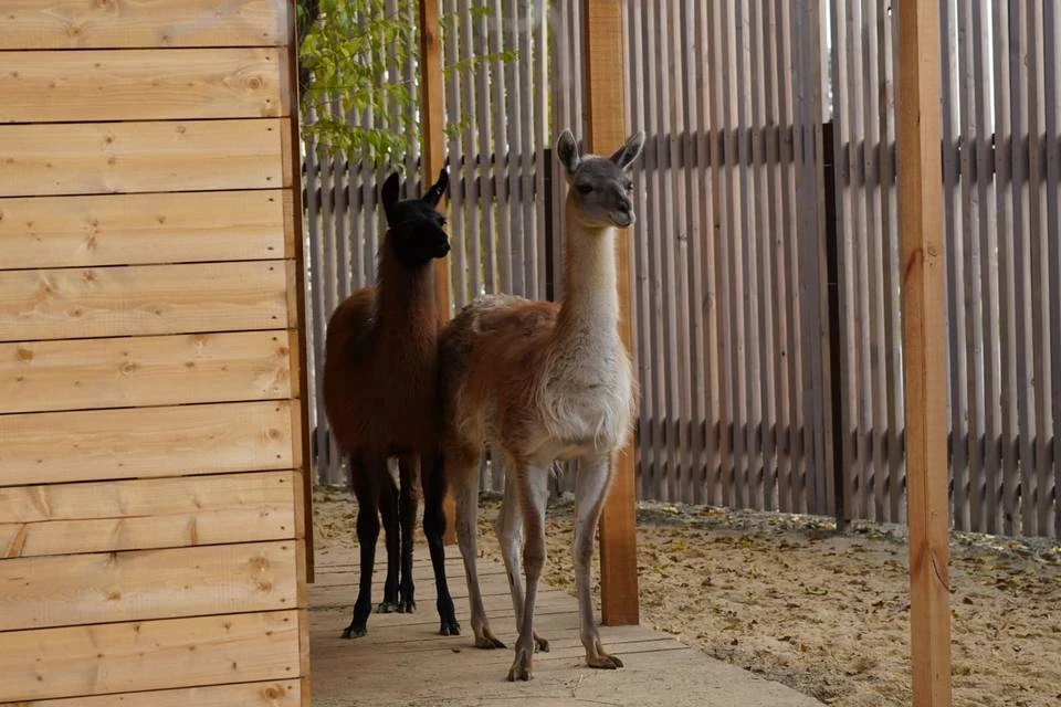 Во время кормления лань сбежала из вольера. Фото: ЦПКиО.