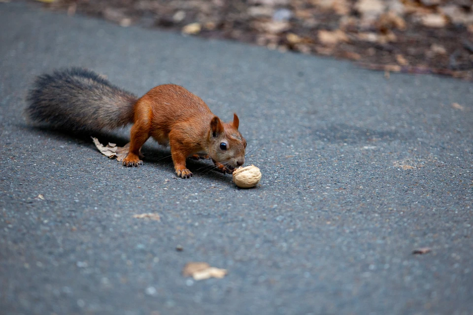 Гастроэнтеролог Али Альмасри составил рейтинг самых полезных орехов