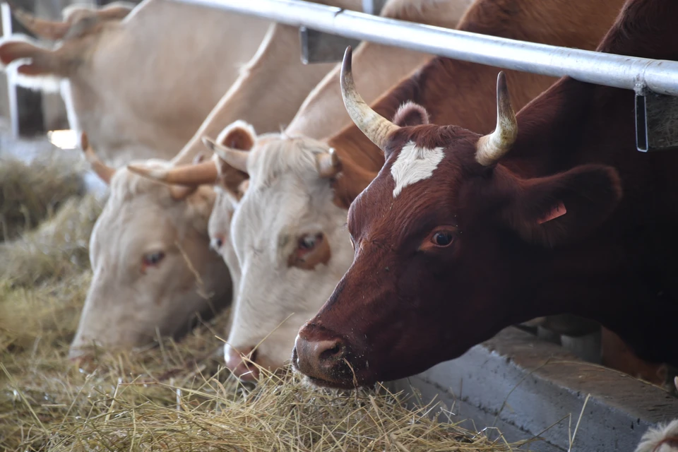 Карантин по бруцеллезу ввели в Лабинском районе Кубани