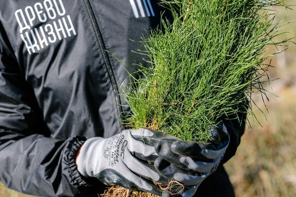 Фото: АНО «Древо жизни»