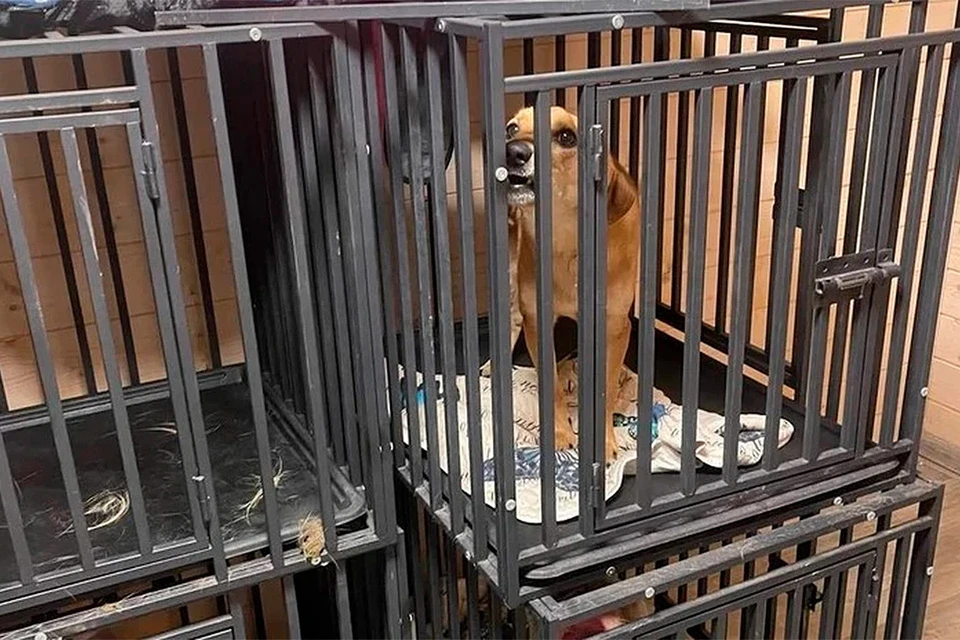 В начале сентября прогремела история про «элитную черную передержку» «Дог Таун» в подмосковном Чехове, куда отдавали своих питомцев обеспеченные люди. Фото: t.me/dzharakhov1