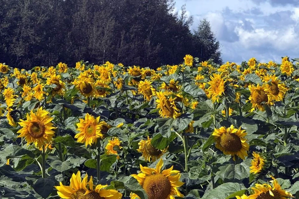 фото с сайта Правительства Владимирской области