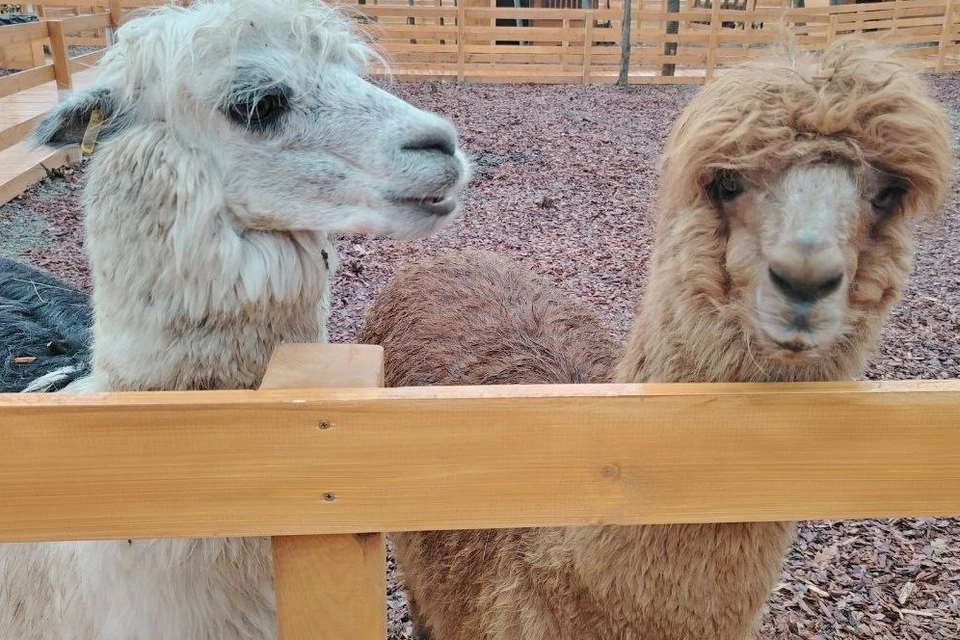 Фото: Россельхознадзор Башкирии