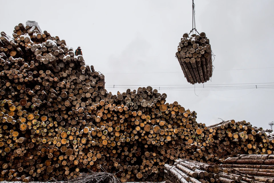 Древесина успешно прошла лабораторные исследования