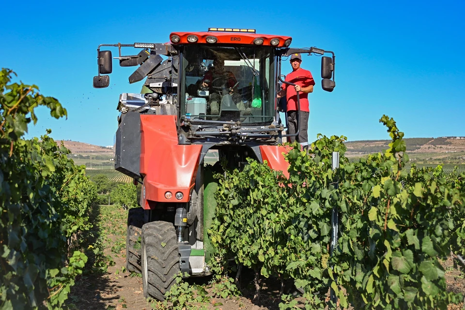 Аграрии севастополя оказались на высоте. Фото: телеграм-канал Михаила Развожаева