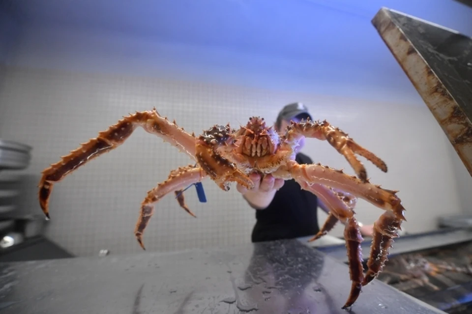 В Приморье в суде рассмотрят дело о контрабанде краба на 1,2 миллиарда рублей