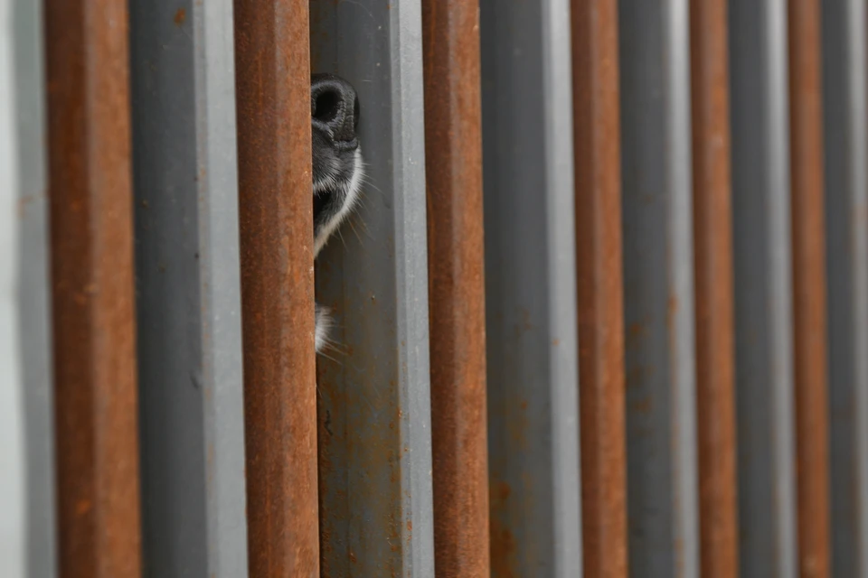 В Уфе растет количество обращений по поводу бродячих собак.