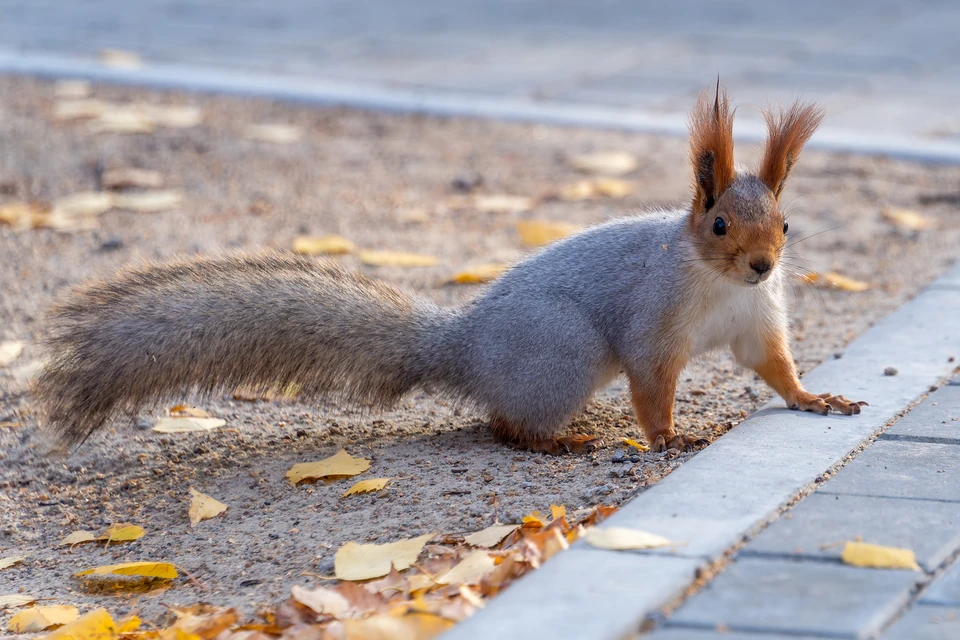 30 октября в Новосибирске потеплеет до +11.