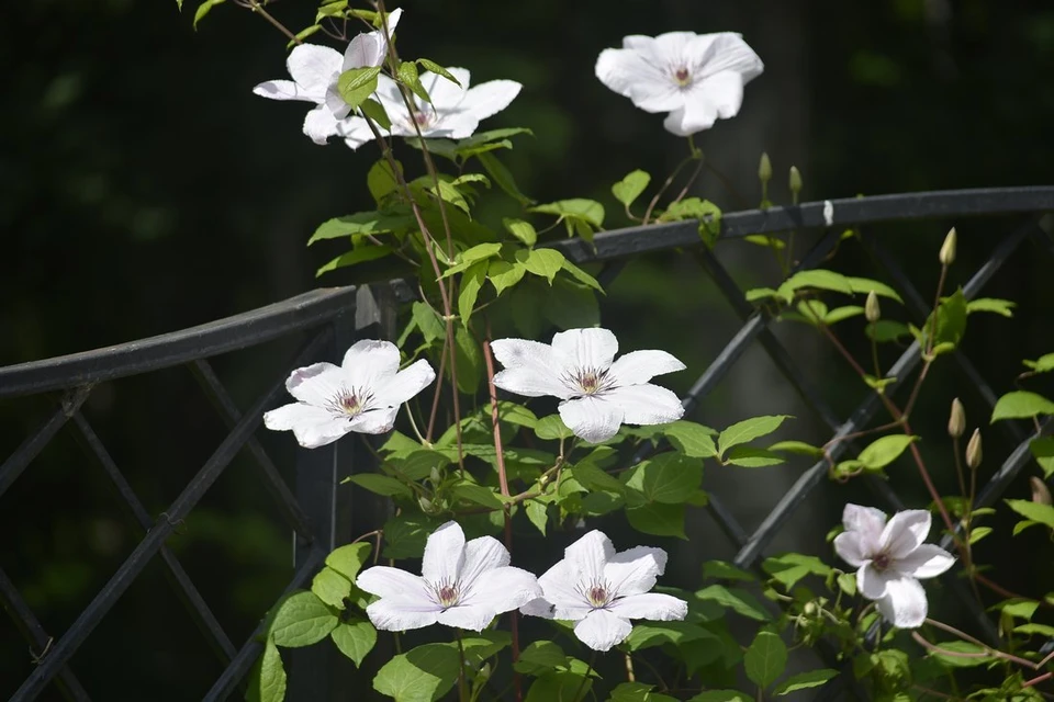Тульского предпринимателя наказали штрафом за продажу сомнительных плодовых саженцев