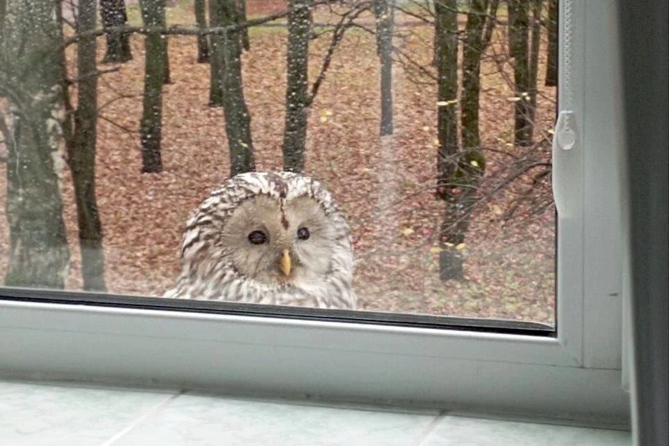 Фото: НОКБ им. Н.А.Семашко