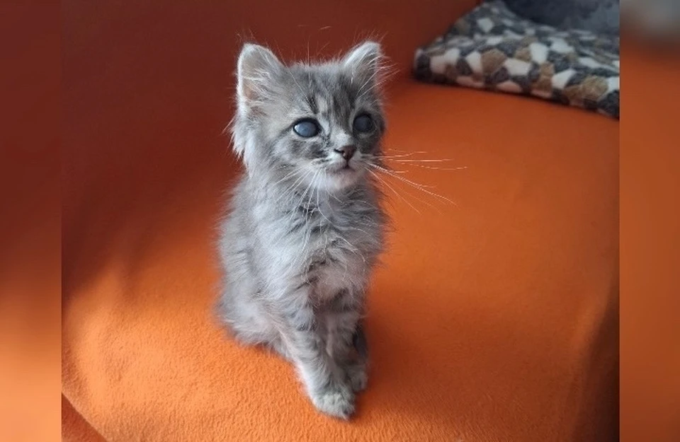 Слепой котенок Ричи из Тольятти ищет любящих хозяев фото: Евгения Шукюрова