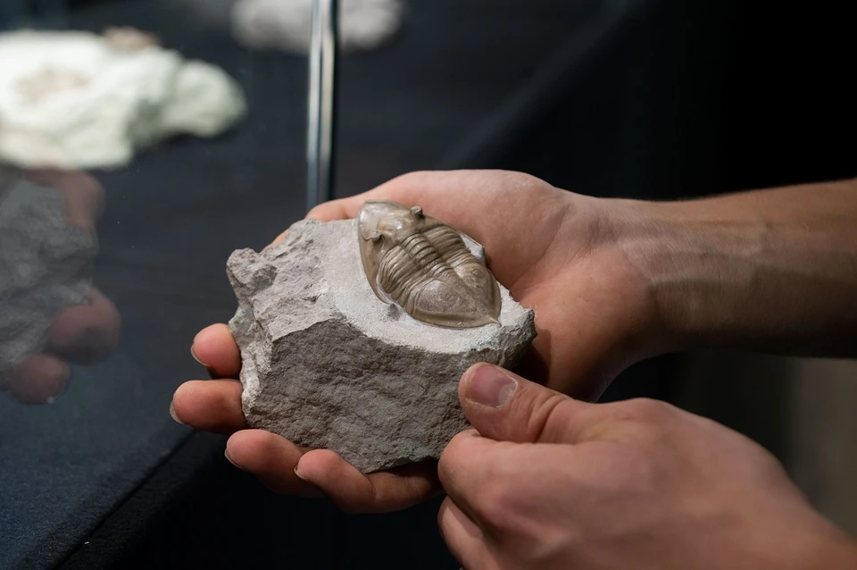 Новая витрина стала частью постоянной экспозиции.