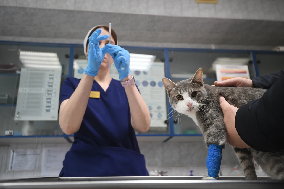 Россельхознадзор изымает из ульяновских магазинов два ветеринарных препарата