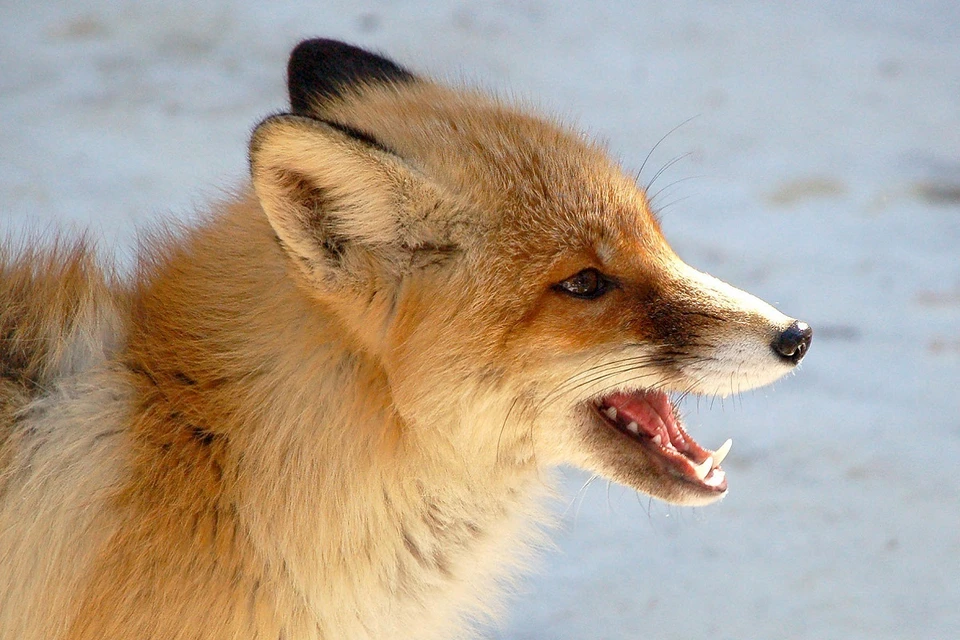 Лису заметили в Калининском районе.