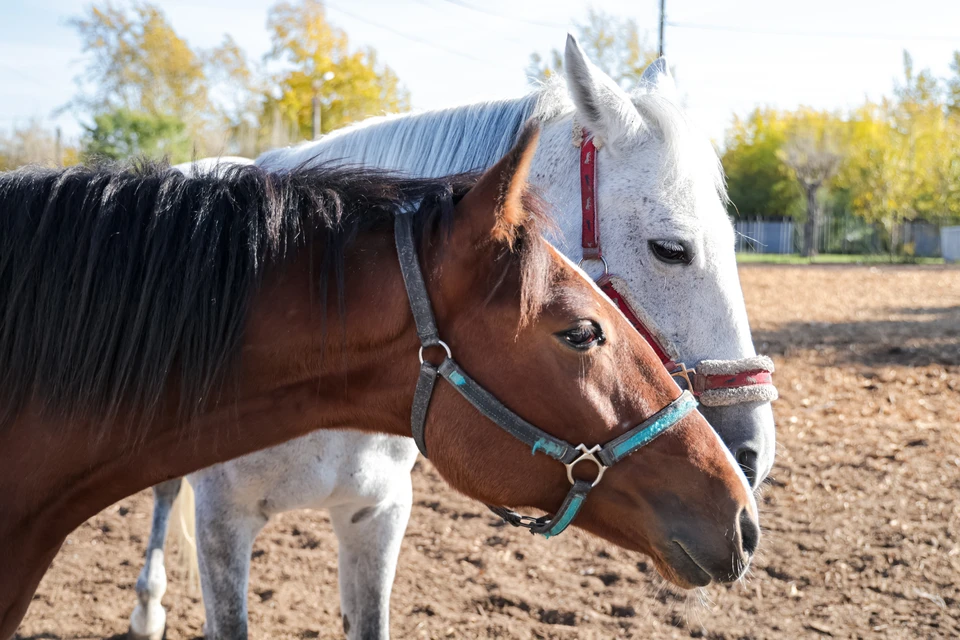 «Конники Дона» забили тревогу из-за будущих проблем с размещением своих животных