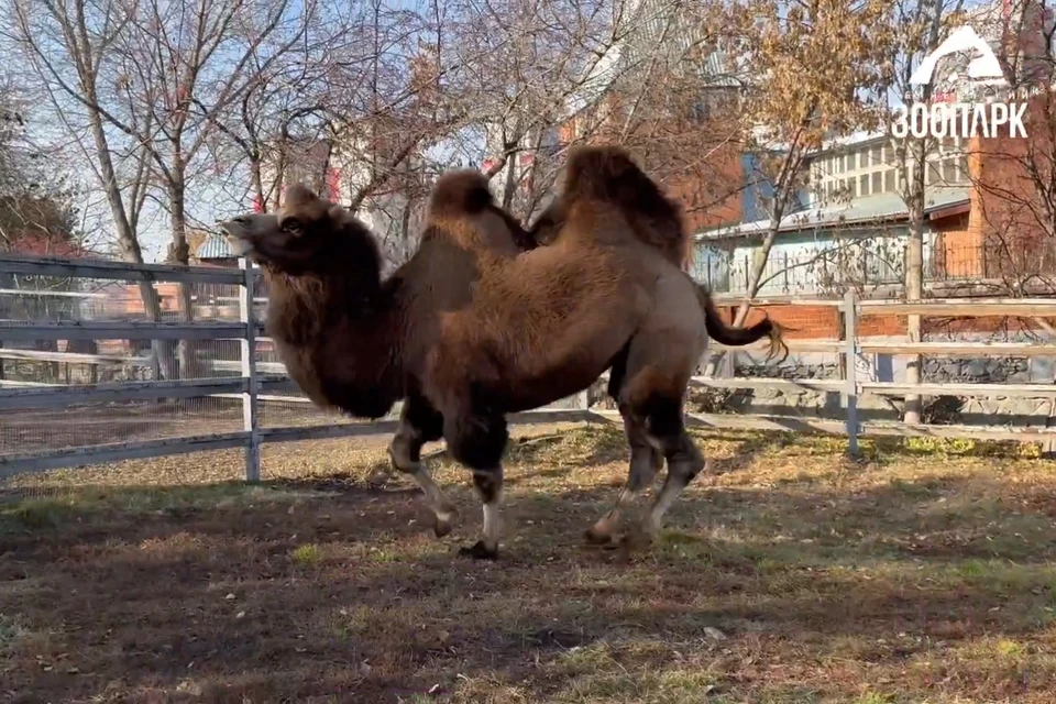 Фото: кадр с видео / Челябинский зоопарк