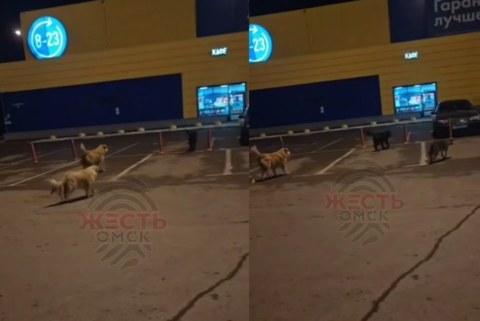 Фото: скриншот с видео телеграм-канала «Жесть Омск»