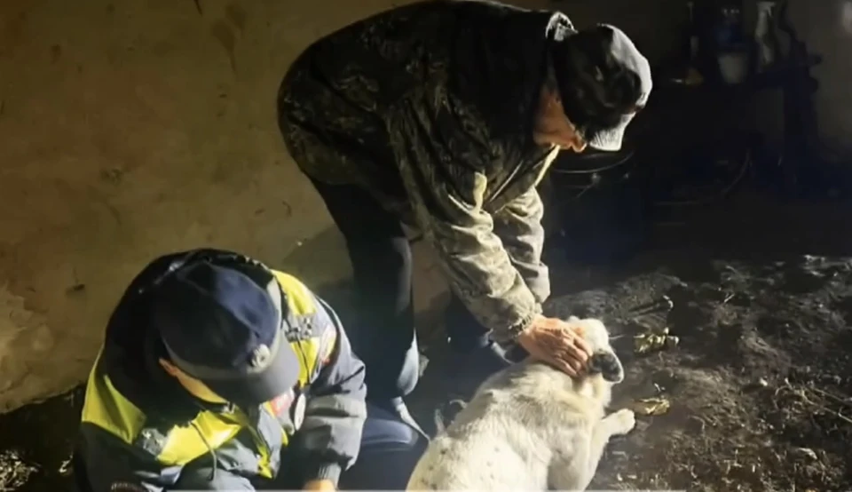 фото ГАИ Воронежской области