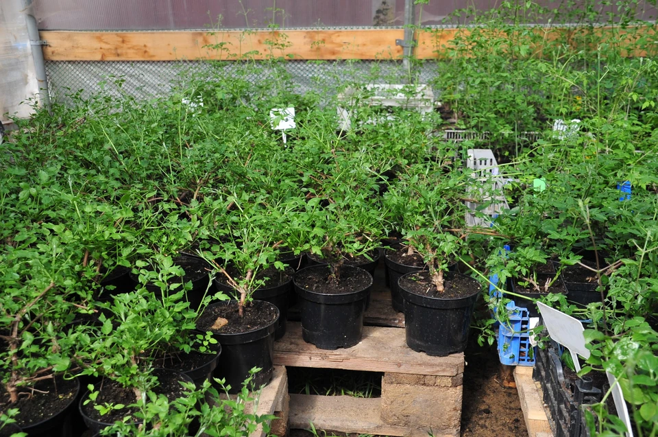 Саженцы выращивают в питомнике Раздольненского лесоохотничьего хозяйства.