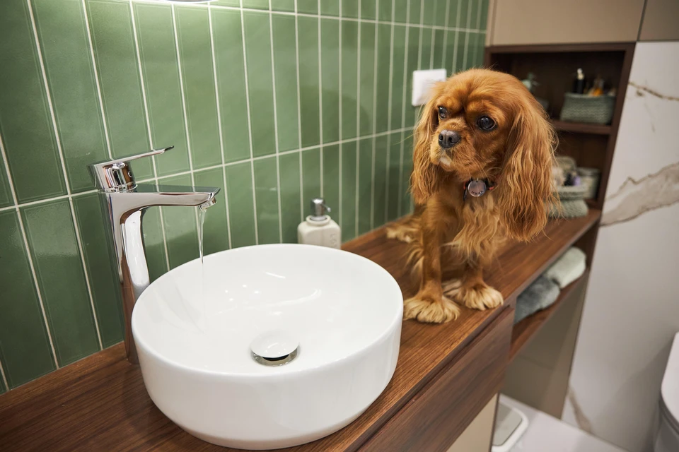 Подача воды будет возобновляться поэтапно