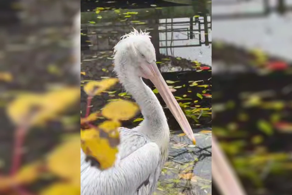 Будни пеликана Полкана. Фото: t.me/lenzoopark