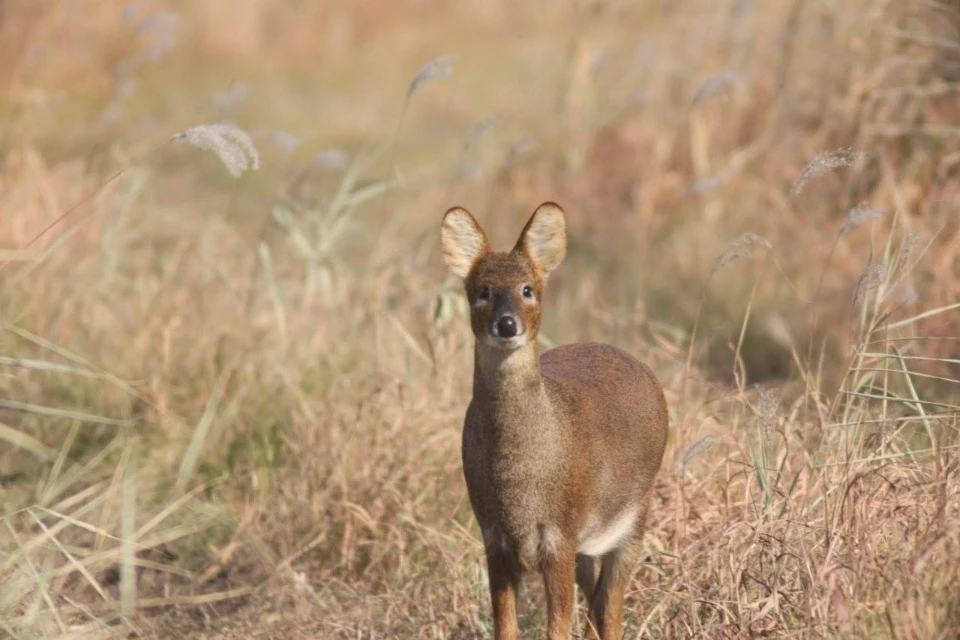 Водяные олени - относительно новые жители для России Фото: нацпарк "Земля леопарда/t.me/amurleo_land