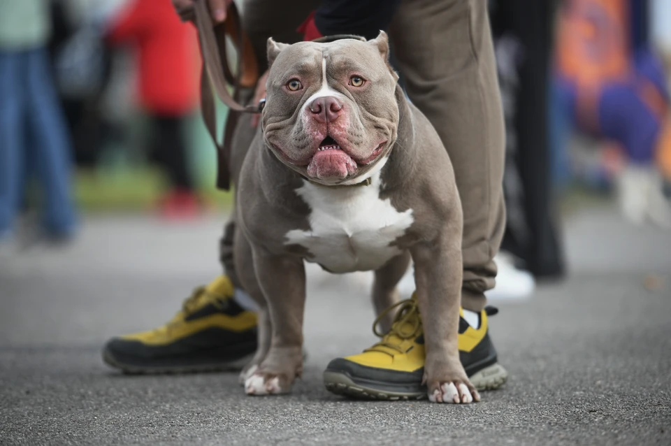 Житель Саратовской области заплатит компенсацию за нападение булли на ребенка