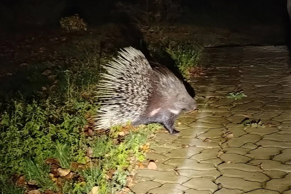 Дикобраза заметили жители деревни в Гомельском районе. Фото: fishingby.com