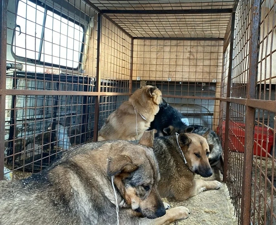 Самарцам запретят кормить бездомных животных