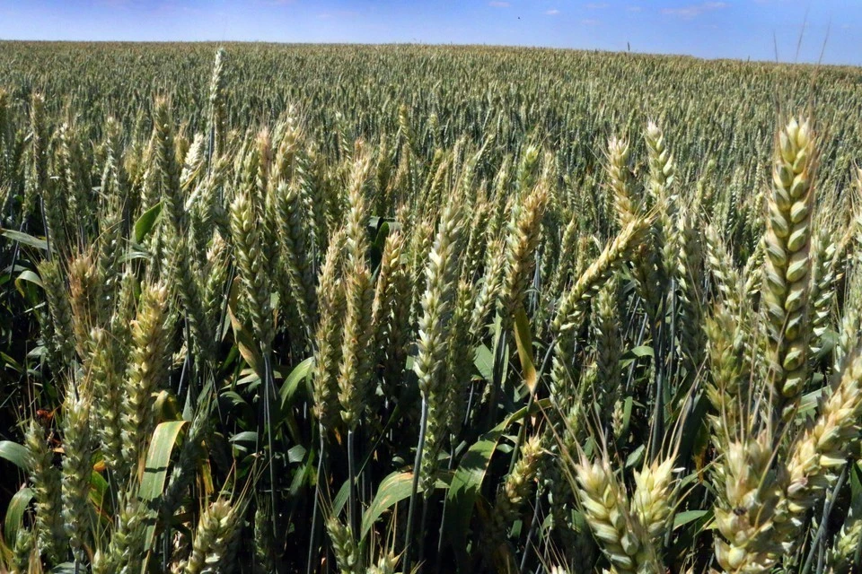 В Тульской области признаны недействительными декларации на 11 тысяч тонн зерна.