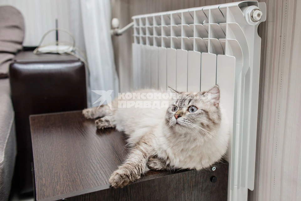 Кошка в квартире.