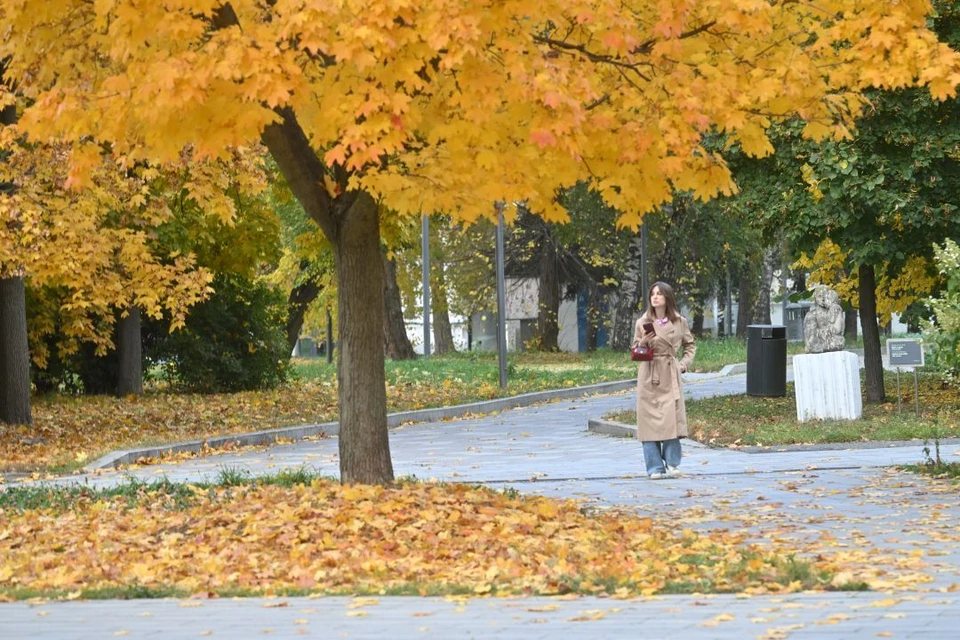 Весной 2026 года в Таганроге озеленят улицы Дзержинского и Чехова.