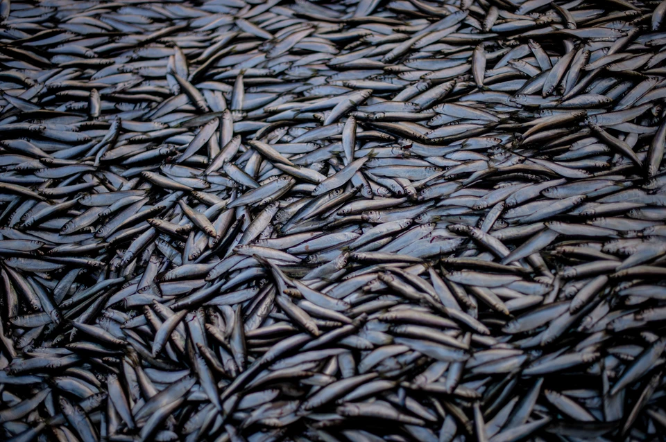 Более 5 тысяч тонн рыбы выловили у берегов Новороссийска с начала года