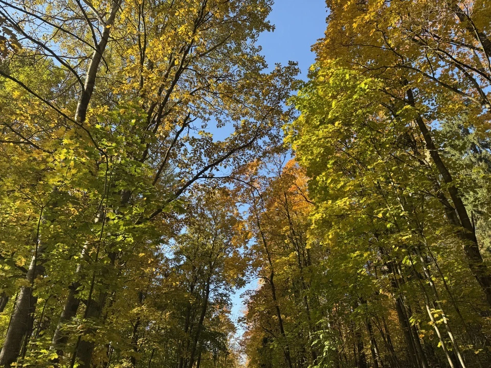 В Тюмени заменят все погибшие деревья в сквере «Тенистый».