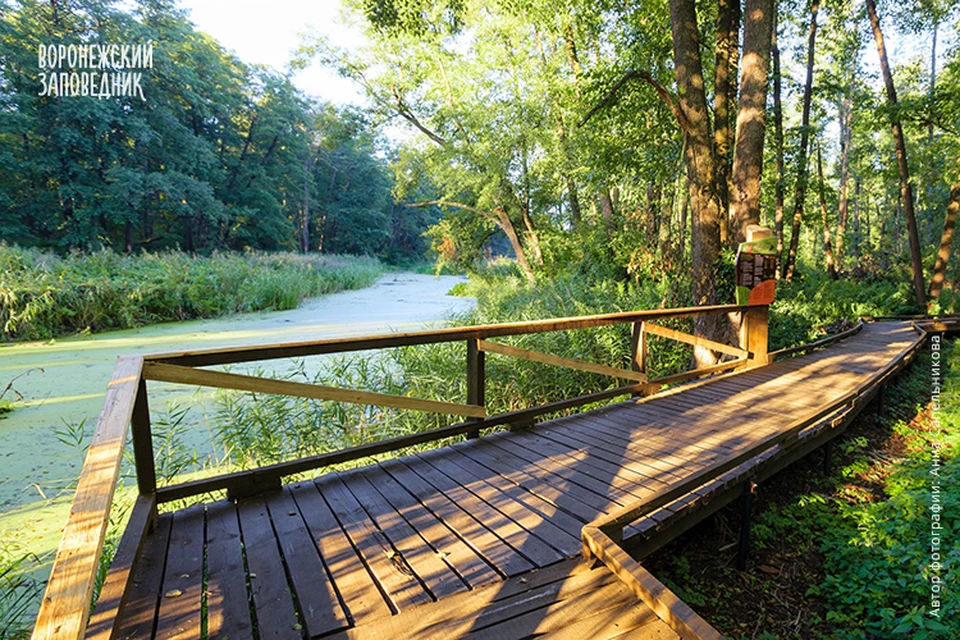 Фото с сайта Воронежского заповедника